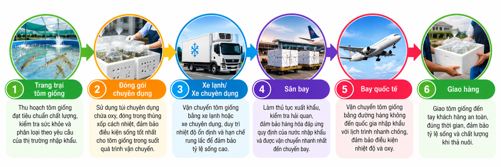 Xuất Khẩu Tôm Giống